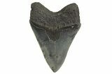 Serrated, Fossil Megalodon Tooth - South Carolina #321222-1